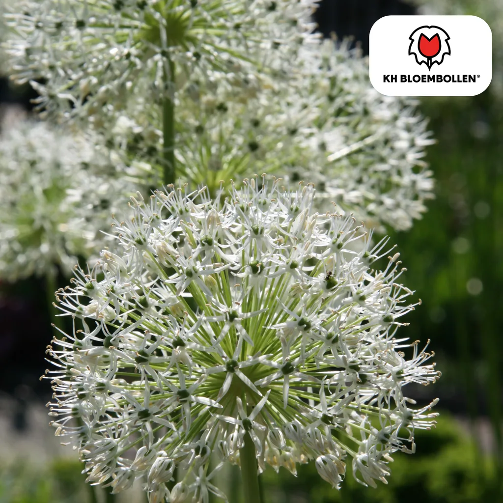 Zierlauch 'White Giant' (Allium giganteum) – Zierlauch-Zwiebeln, 5 Zwiebeln