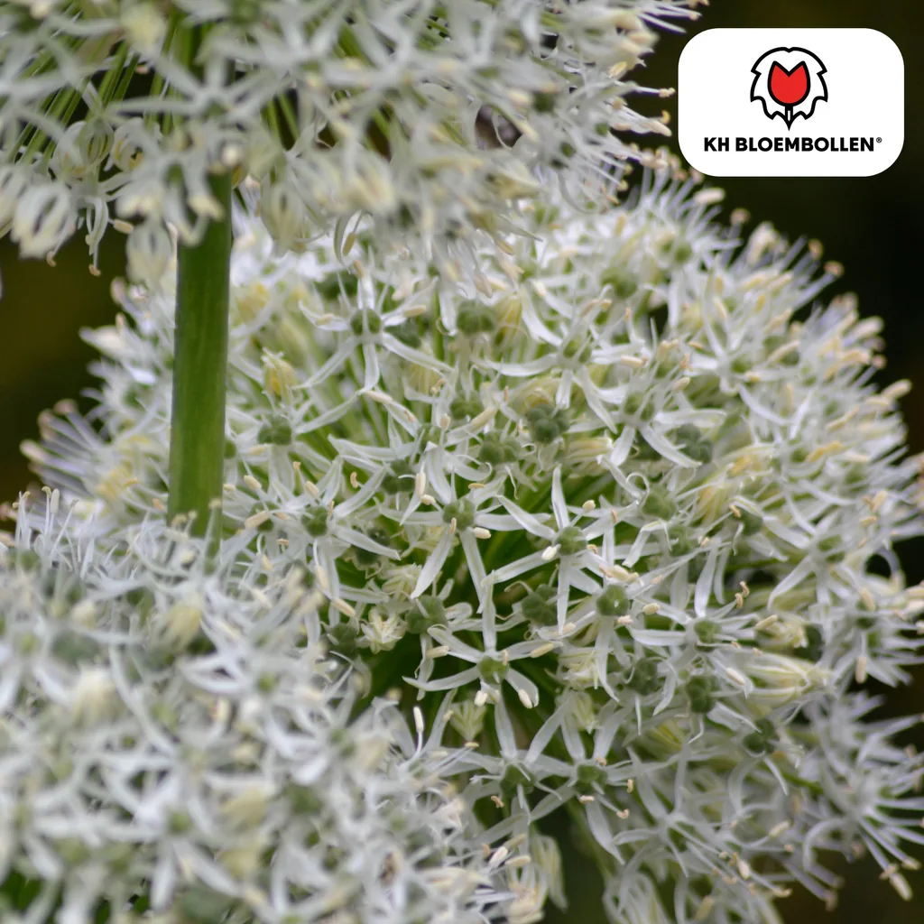 Zierlauch 'White Giant' (Allium giganteum) – Zierlauch-Zwiebeln, 5 Zwiebeln