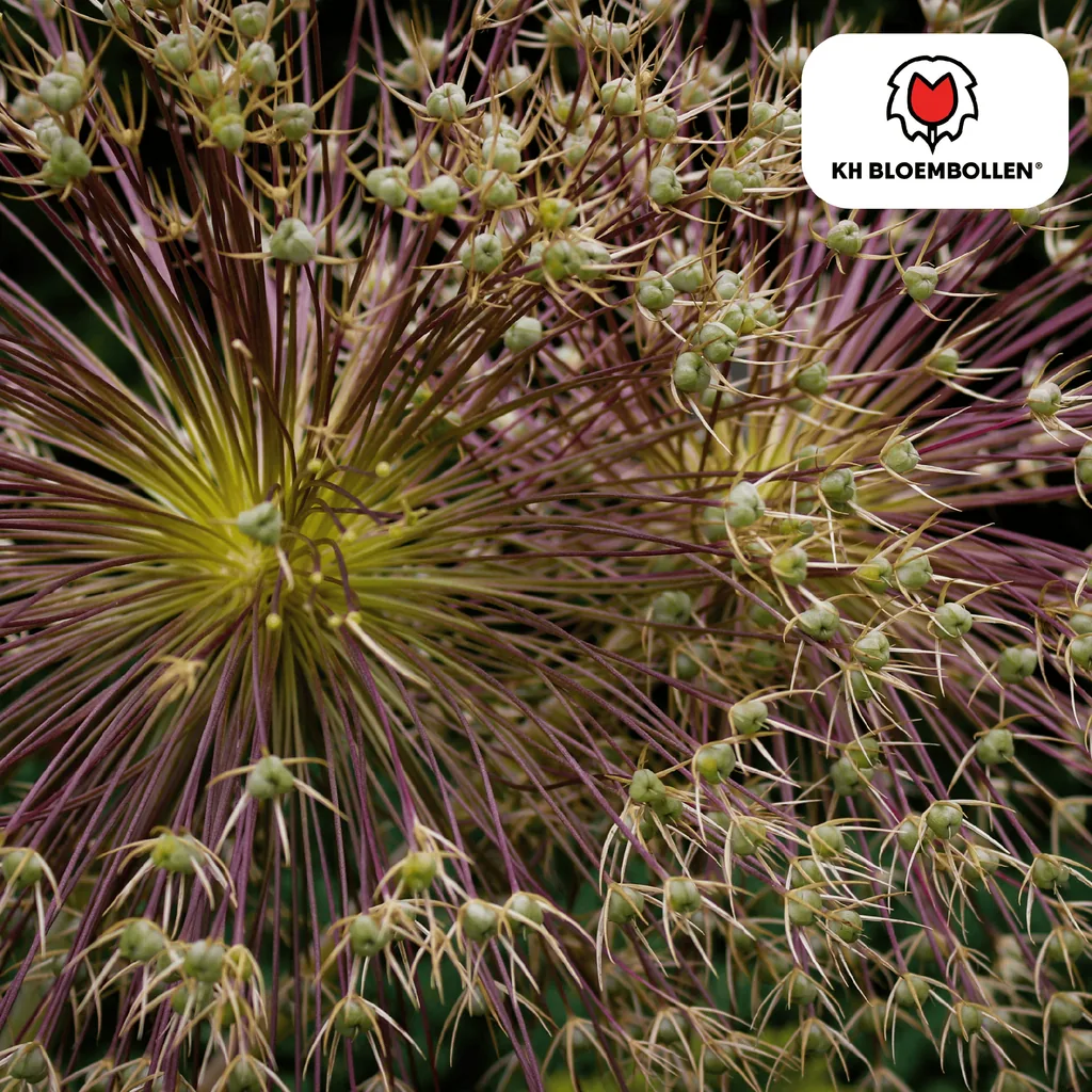 Zierlauch 'schubertii' (Allium giganteum) – Zierlauch-Zwiebeln, 5 Zwiebeln