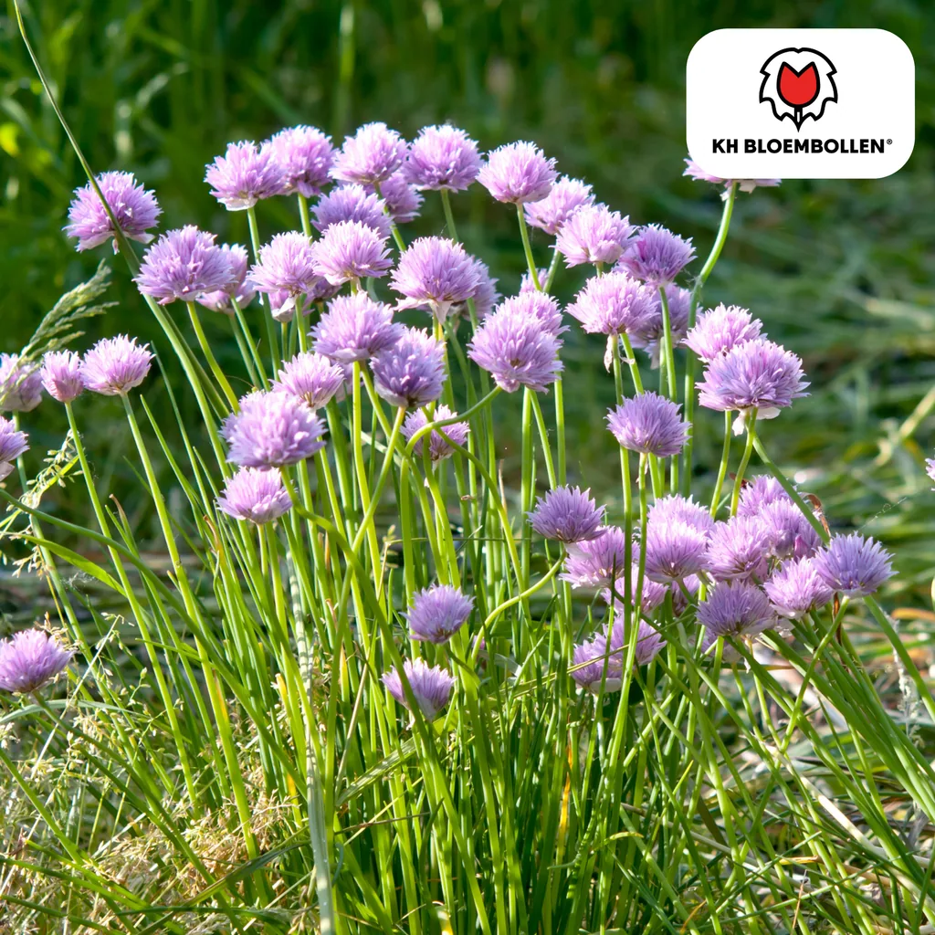 Zierlauch 'carolinianum' (Allium giganteum) – Zierlauch-Zwiebeln, 15 Zwiebeln