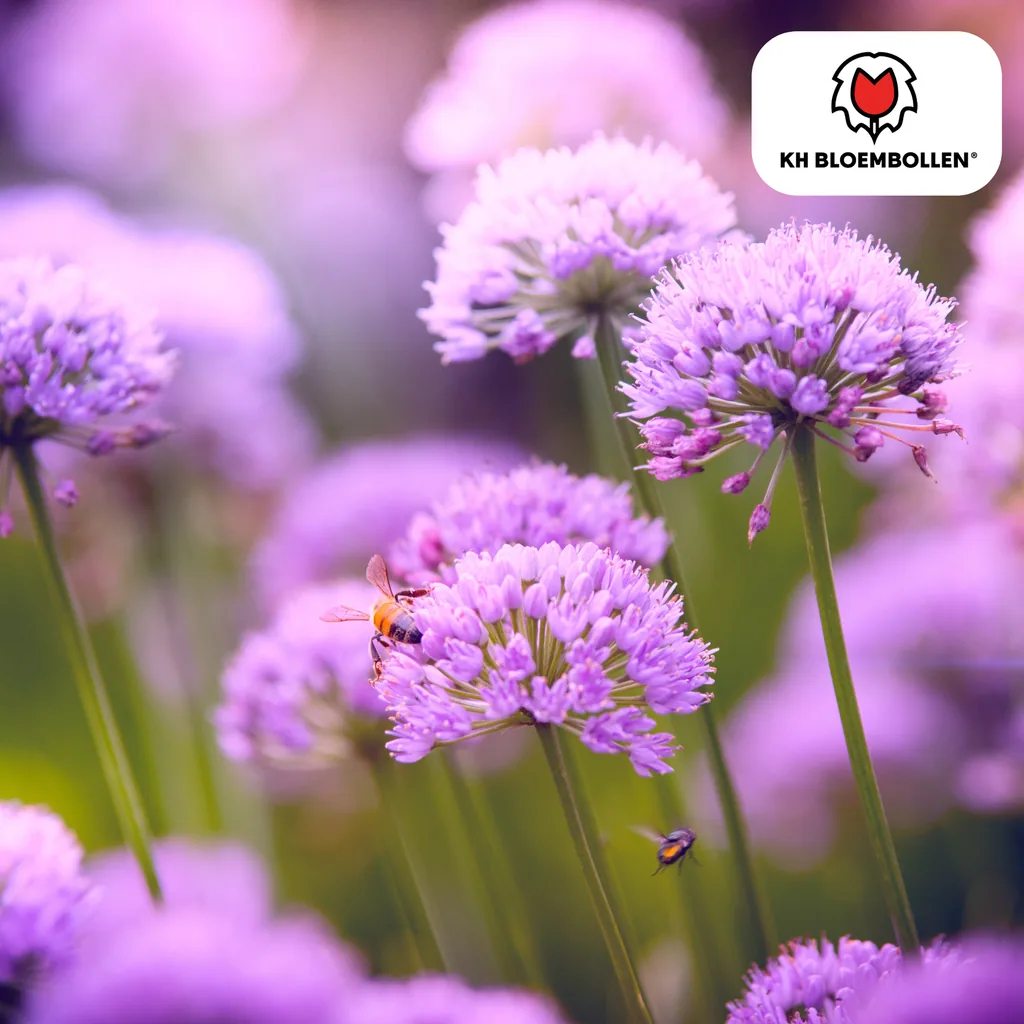 Zierlauch 'carolinianum' (Allium giganteum) – Zierlauch-Zwiebeln, 15 Zwiebeln