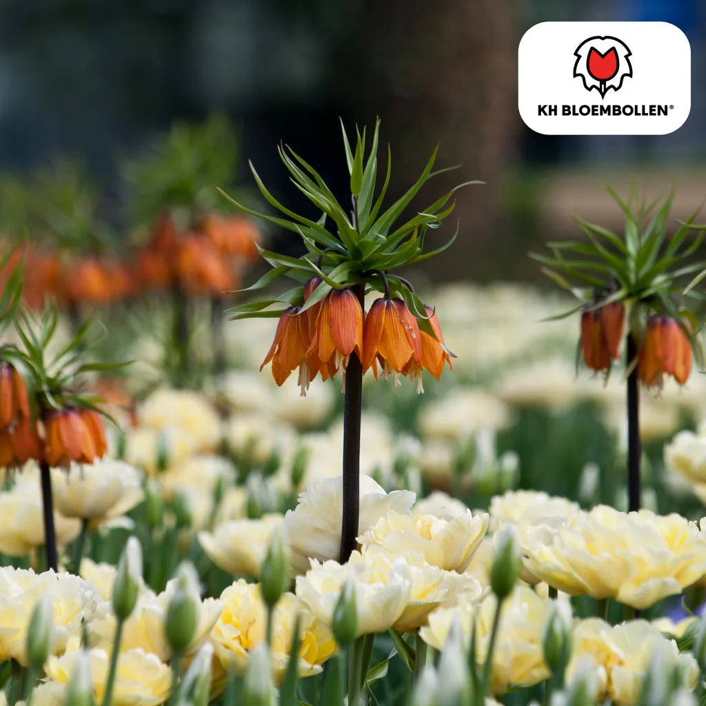 Schachbrettblume 'Kaiserkrone Rubra rot/orange' (Fritillaria meleagris) – Blumenzwiebeln, 5 Zwiebeln