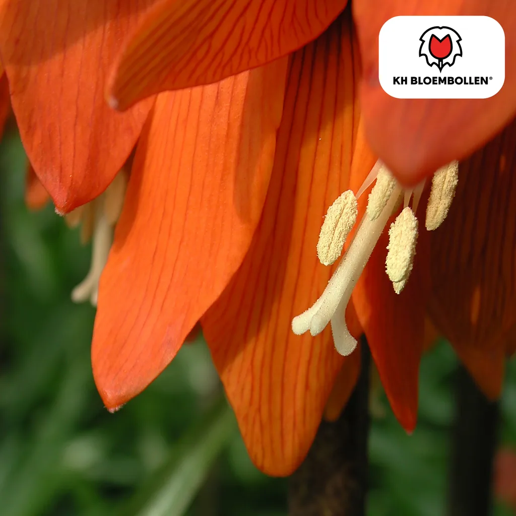 Schachbrettblume 'Kaiserkrone Rubra rot/orange' (Fritillaria meleagris) – Blumenzwiebeln, 5 Zwiebeln