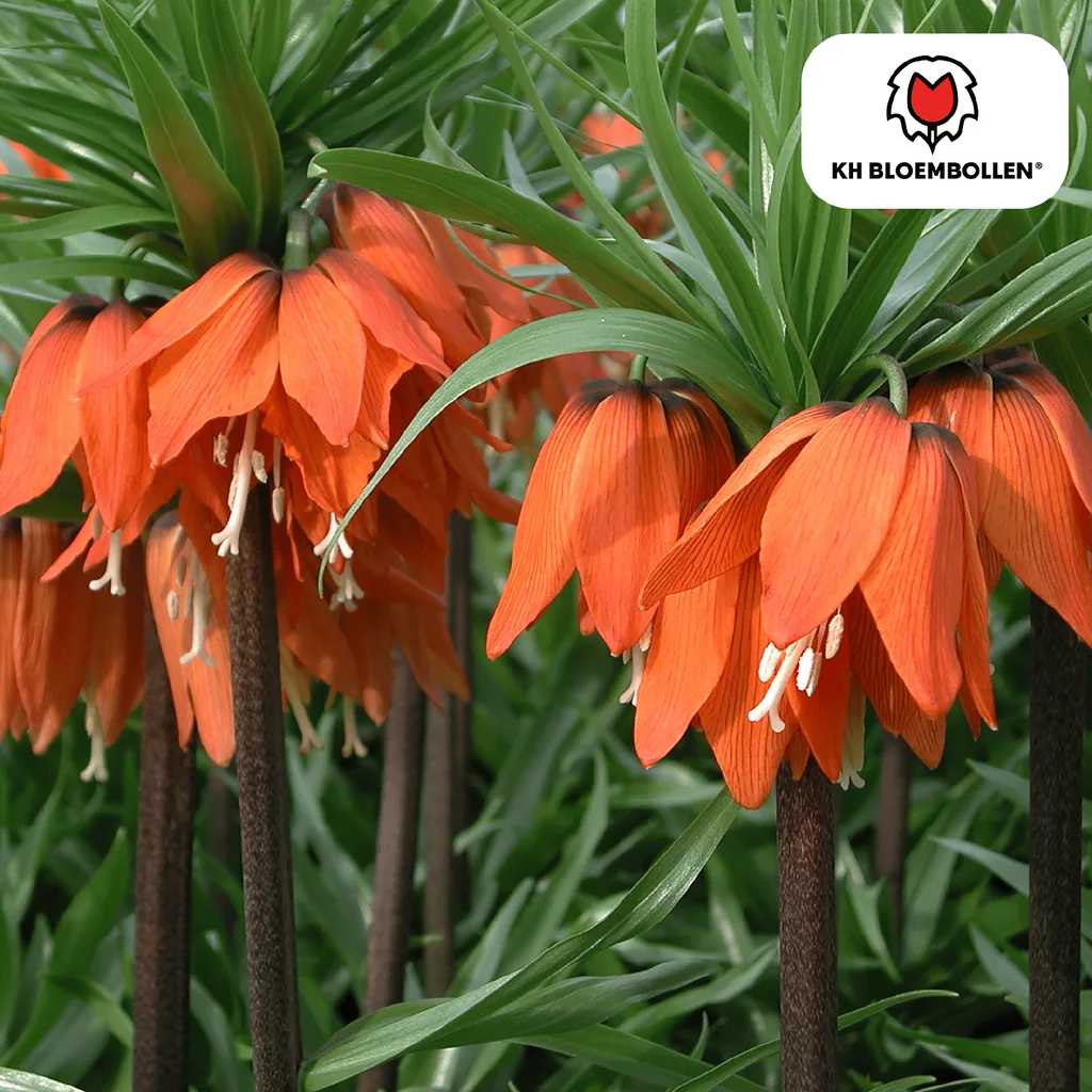 Schachbrettblume 'Kaiserkrone Rubra rot/orange' (Fritillaria meleagris) – Blumenzwiebeln, 5 Zwiebeln