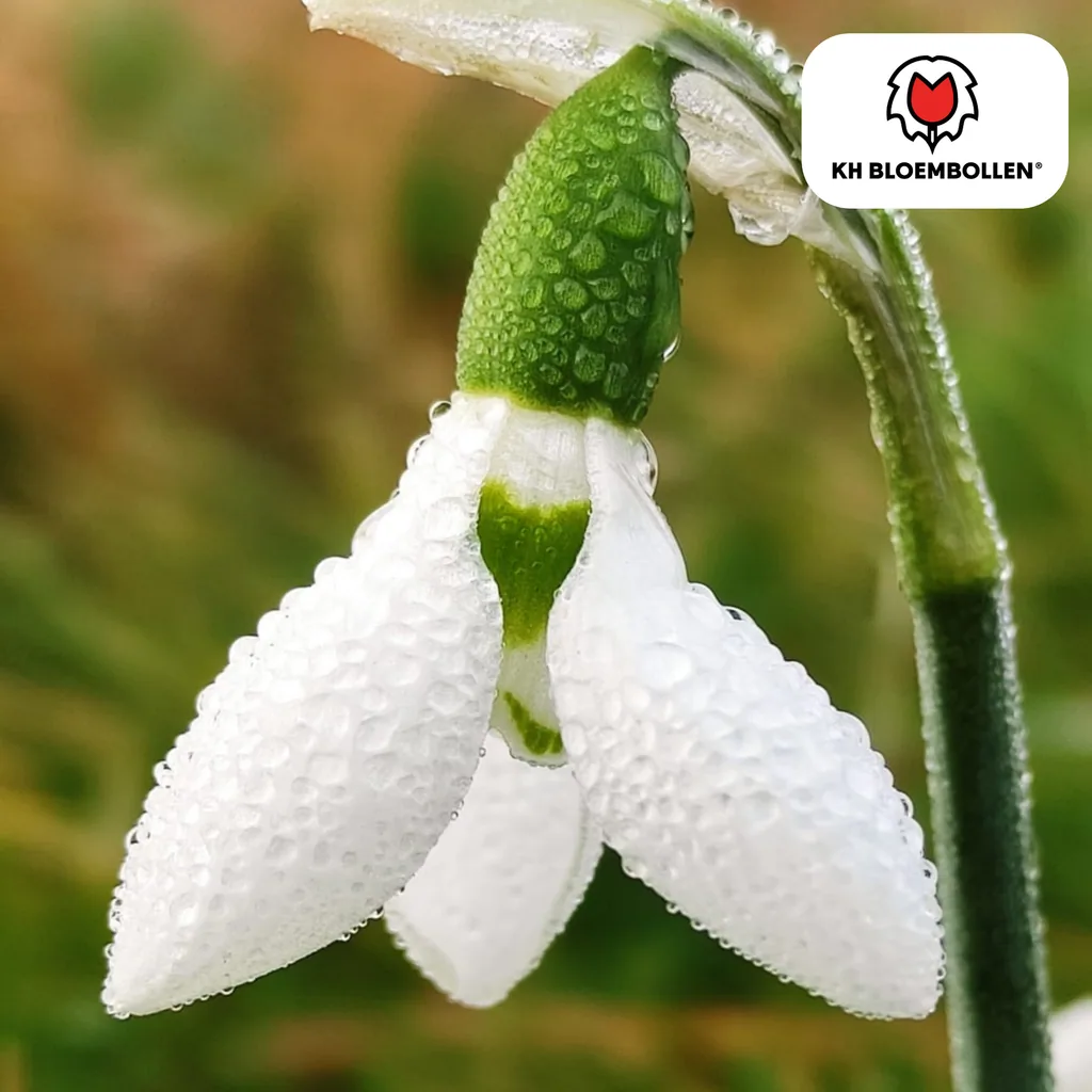 Schneeglöckchen (Galanthus) – Blumenzwiebeln, 30 Zwiebeln