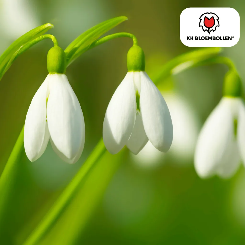 Schneeglöckchen (Galanthus) – Blumenzwiebeln, 30 Zwiebeln