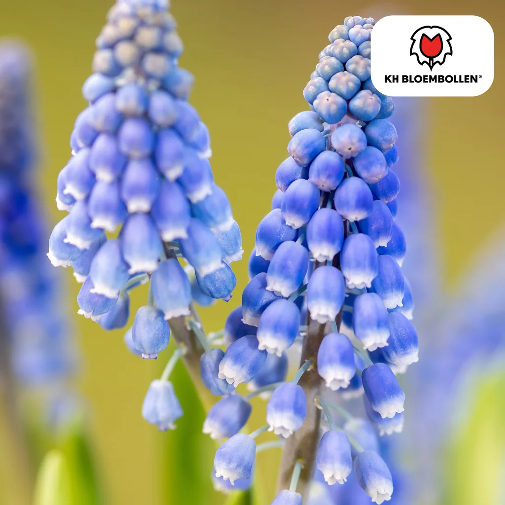 Traubenhyazinthe 'Bleu Moon' (Muscari) – Blumenzwiebeln, 20 Zwiebeln