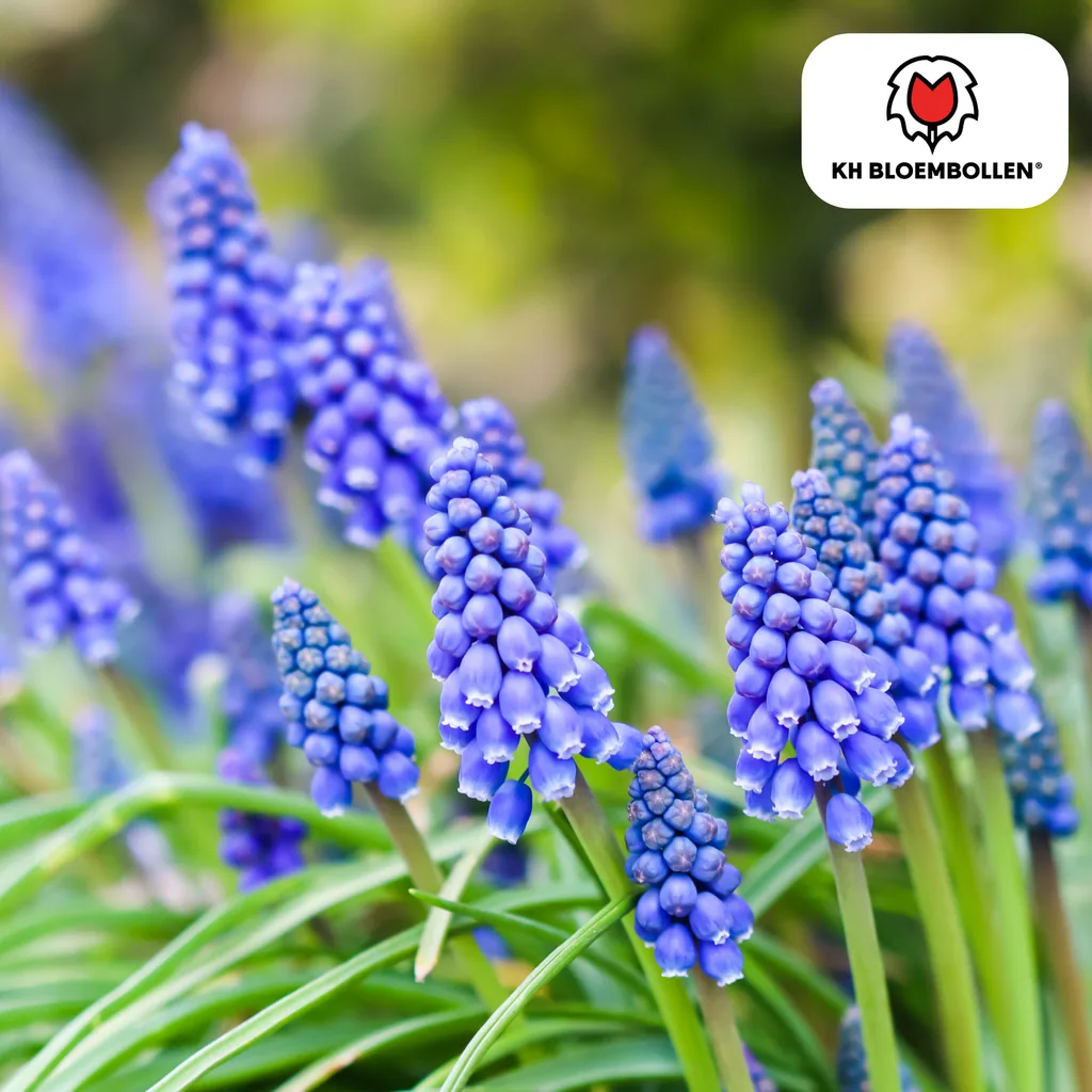 Traubenhyazinthe 'Bleu Moon' (Muscari) – Blumenzwiebeln, 20 Zwiebeln