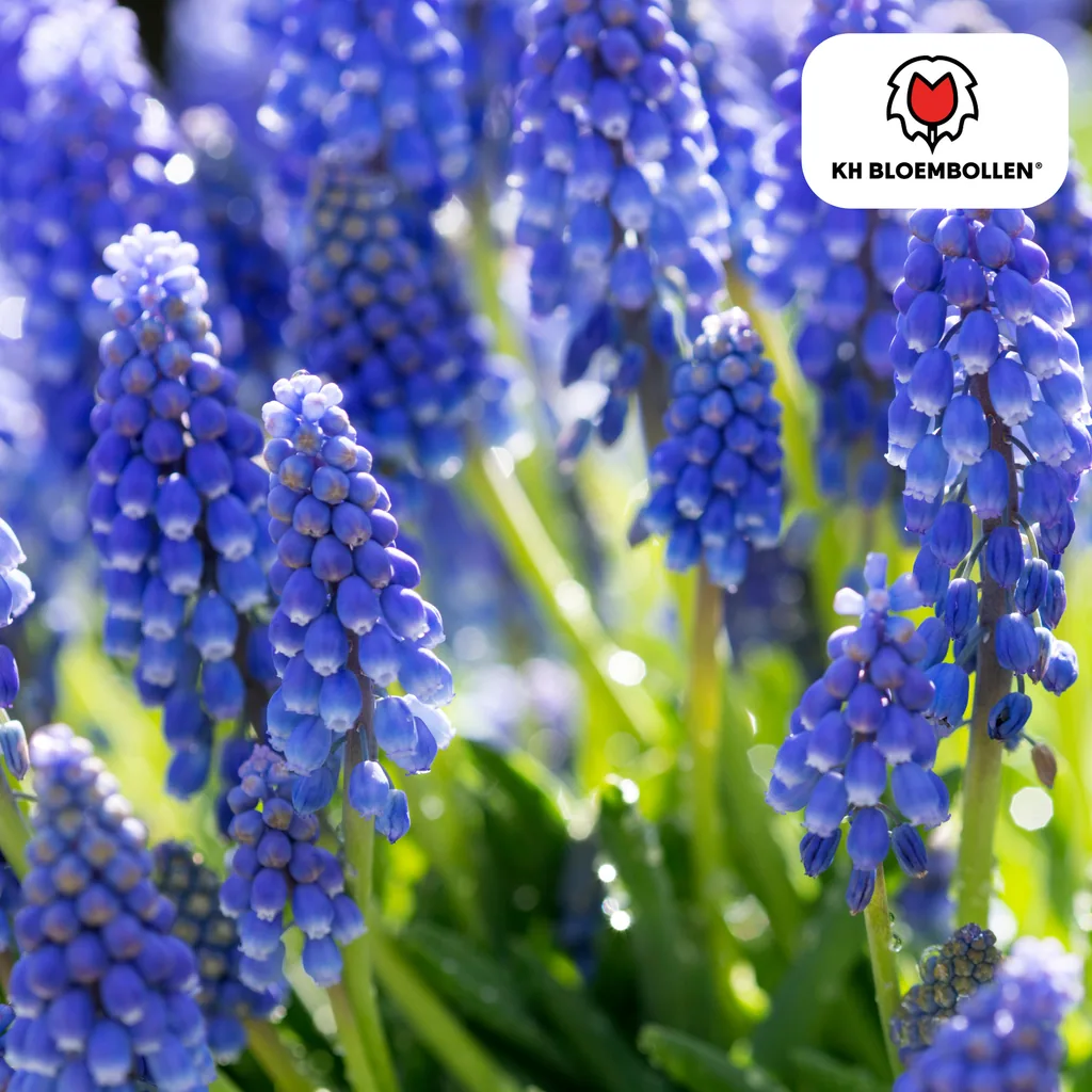 Traubenhyazinthe 'Bleu Moon' (Muscari) – Blumenzwiebeln, 20 Zwiebeln