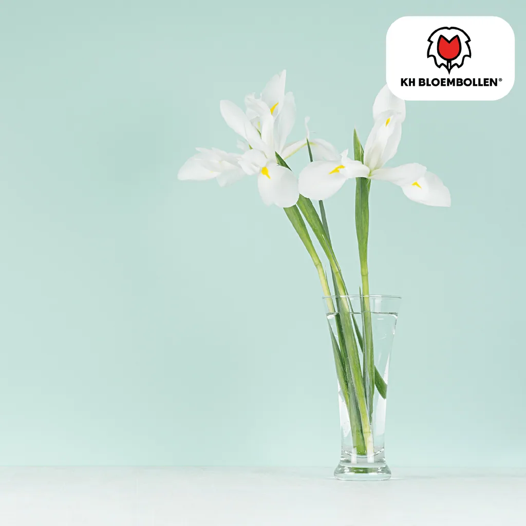 Schwertlilie 'Alaska' (Iris hollandica) – Blumenzwiebeln, 25 Zwiebeln