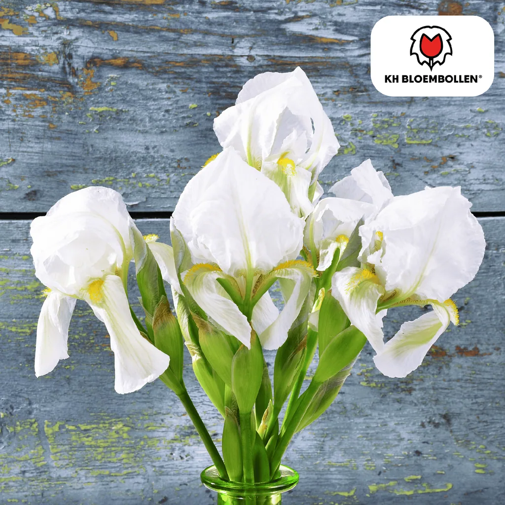 Schwertlilie 'Alaska' (Iris hollandica) – Blumenzwiebeln, 25 Zwiebeln