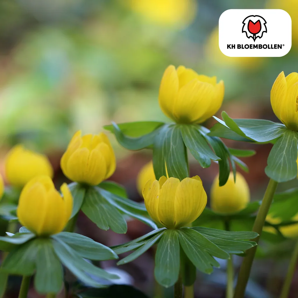 Eisenhut (Aconitum) – Blumenzwiebeln, 30 Zwiebeln