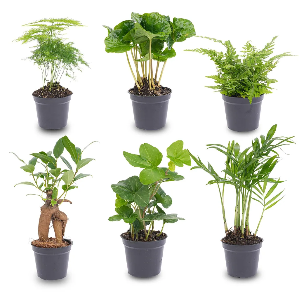 Zimmerpflanzen-Set (Pflanzenset) – pflegeleichte Zimmerpflanze