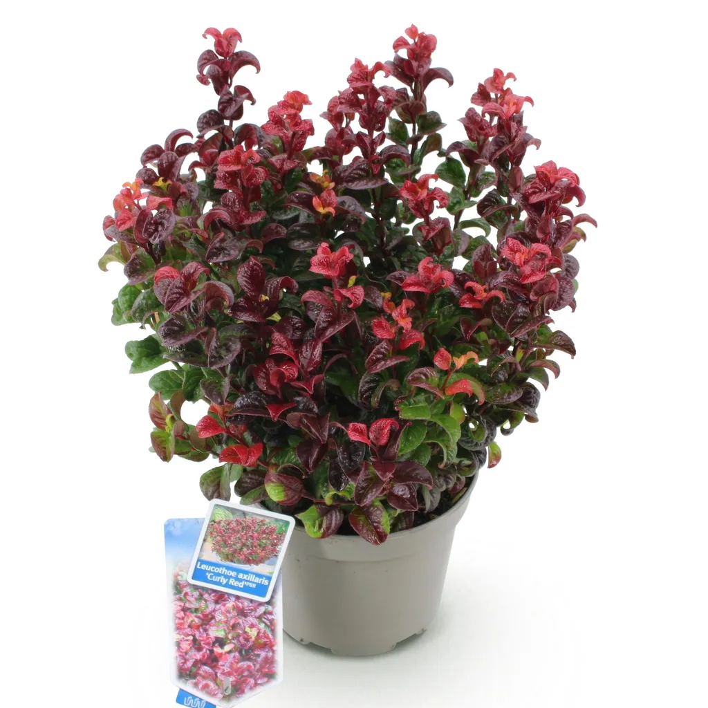 Traubenheide 'Curly Red' (Leucothoe) – winterharter immergrüner Strauch, Topf-Ø 17 cm, Höhe ca. 40 cm