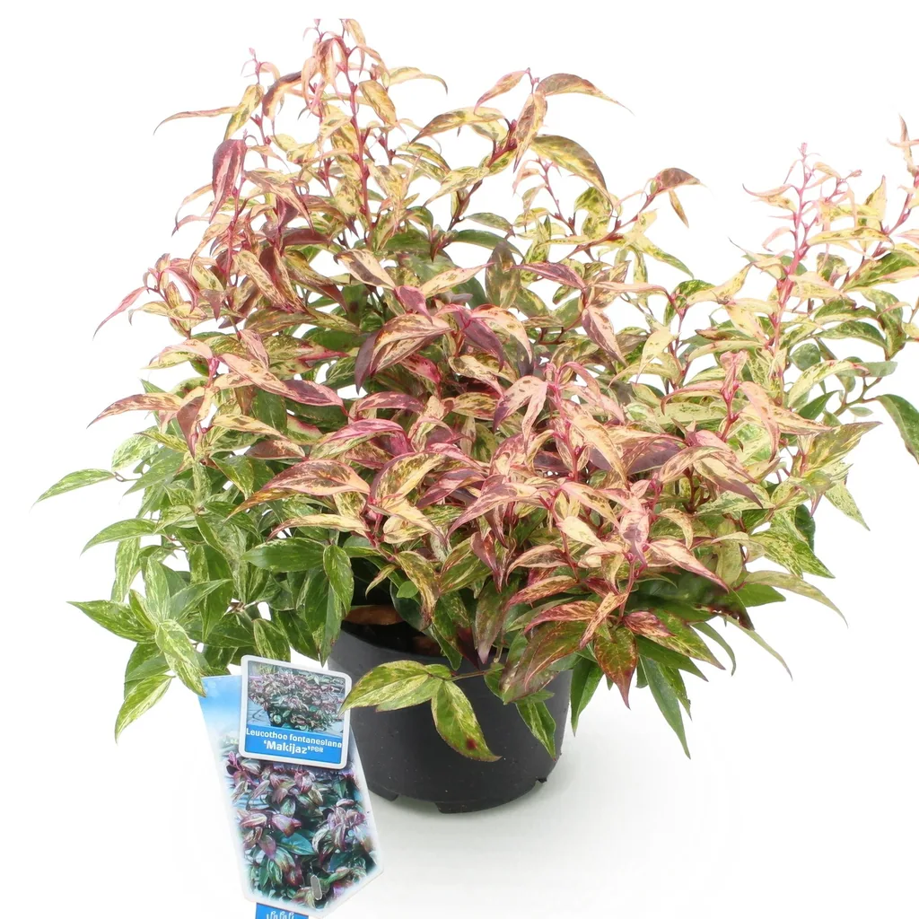 Traubenheide 'Makijaz' (Leucothoe) – winterharter immergrüner Strauch, Topf-Ø 17 cm, Höhe ca. 45 cm