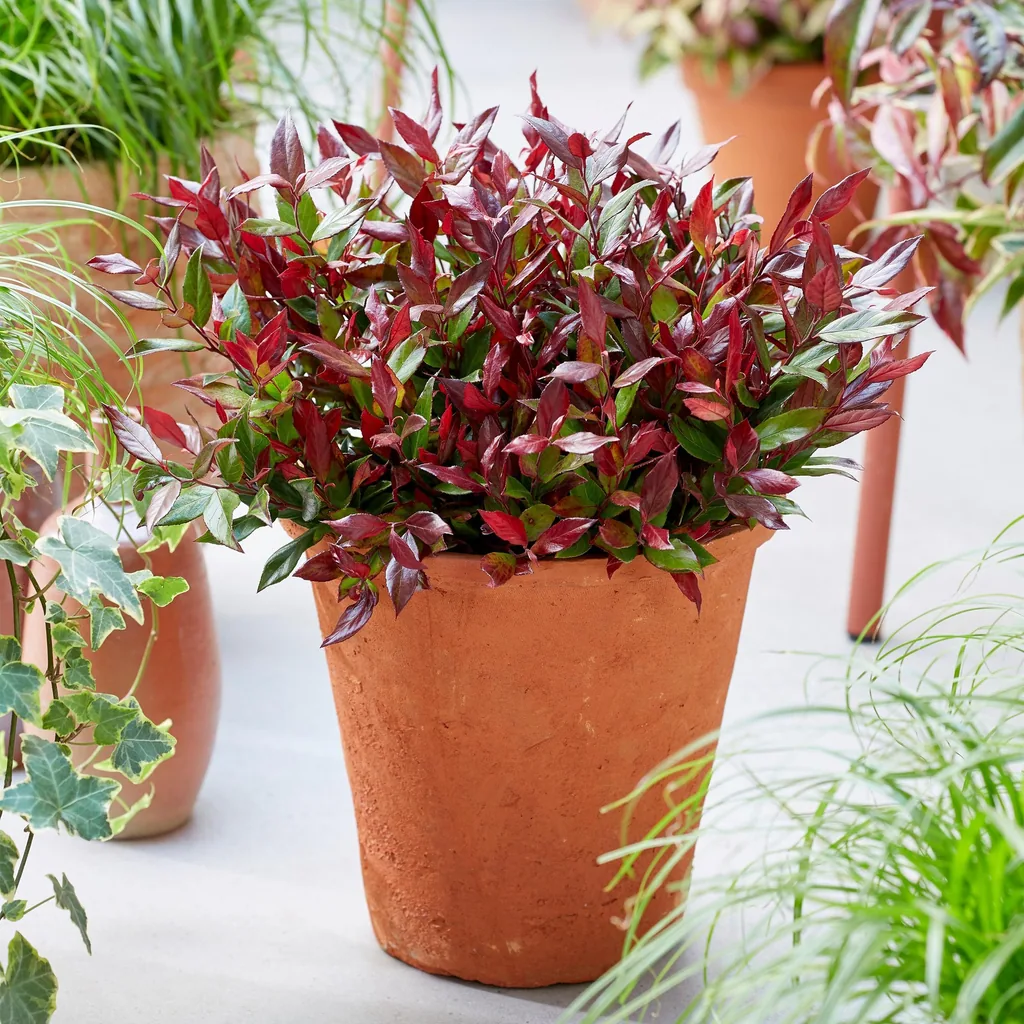 Traubenheide 'Little Flame' (Leucothoe) – winterharter immergrüner Strauch, Topf-Ø 17 cm, Höhe ca. 40 cm