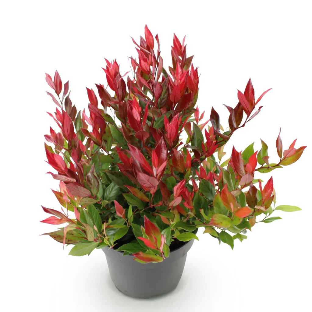 Traubenheide 'Little Flame' (Leucothoe) – winterharter immergrüner Strauch, Topf-Ø 17 cm, Höhe ca. 40 cm