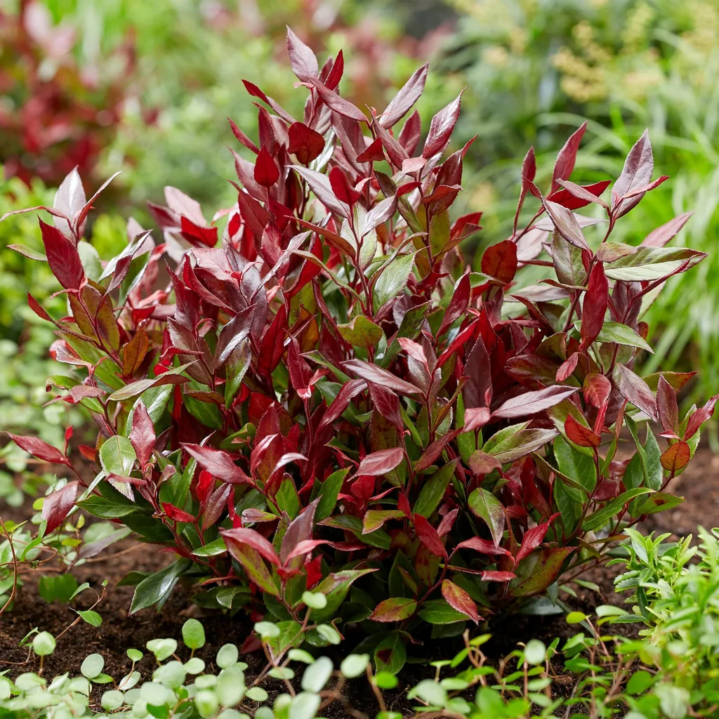 Traubenheide 'Little Flame' (Leucothoe) – winterharter immergrüner Strauch, Topf-Ø 17 cm, Höhe ca. 40 cm