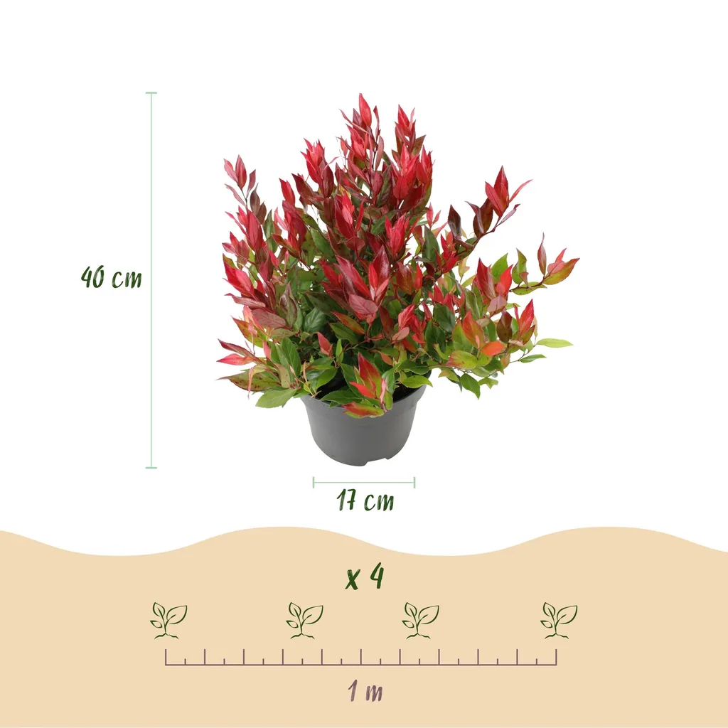 Traubenheide 'Little Flame' (Leucothoe) – winterharter immergrüner Strauch, Topf-Ø 17 cm, Höhe ca. 40 cm