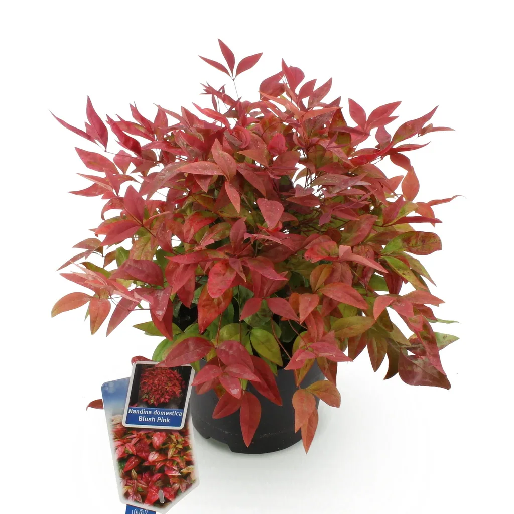Himmelsbambus 'Blush Pink' (Nandina) – winterharter Zierstrauch, Topf-Ø 17 cm, Höhe ca. 40 cm