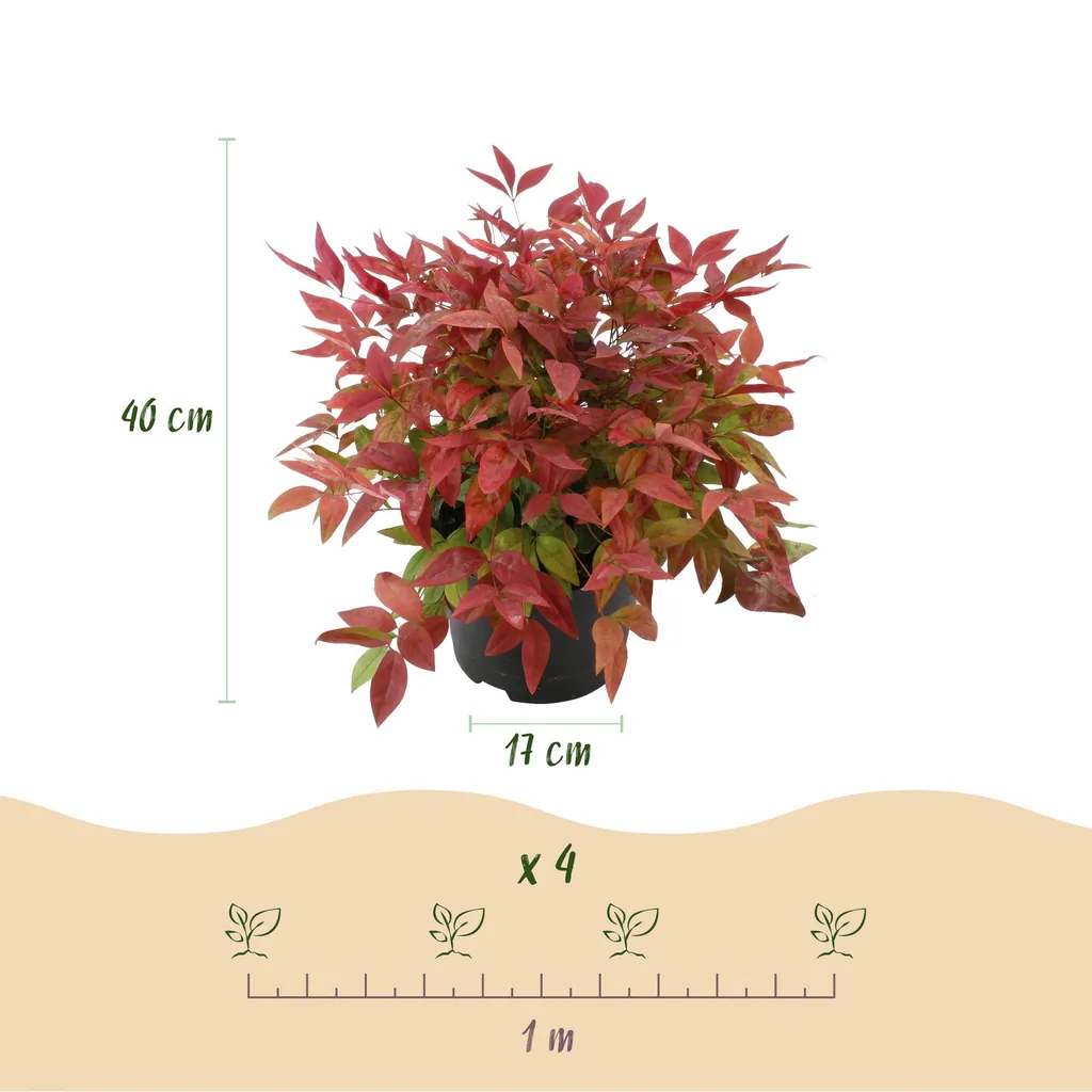 Himmelsbambus 'Blush Pink' (Nandina) – winterharter Zierstrauch, Topf-Ø 17 cm, Höhe ca. 40 cm