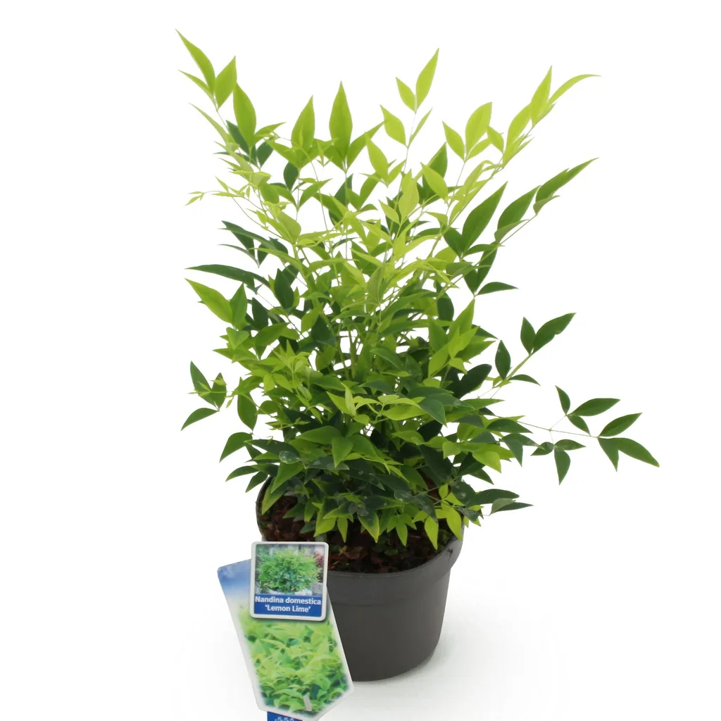 Himmelsbambus 'Lemon & Lime' (Nandina) – winterharter Zierstrauch, Topf-Ø 17 cm, Höhe ca. 45 cm