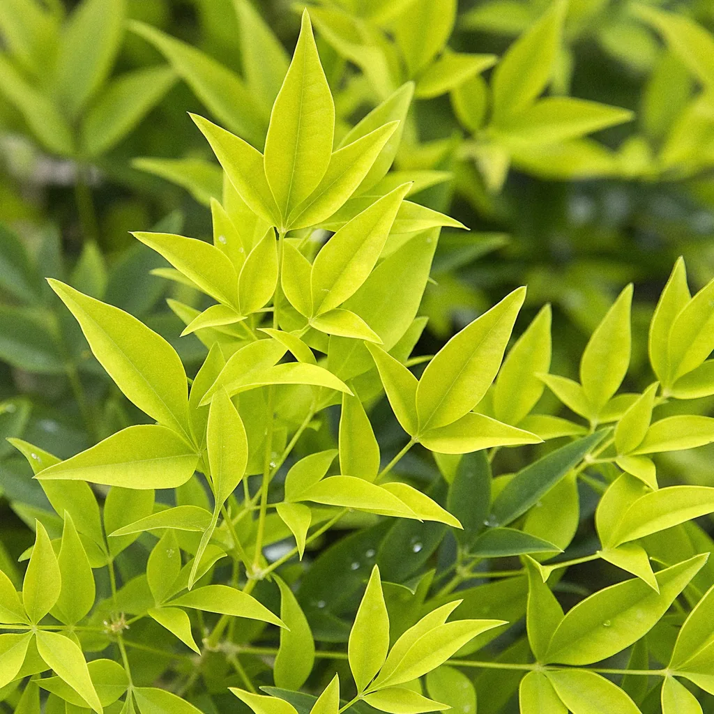 Himmelsbambus 'Lemon & Lime' (Nandina) – winterharter Zierstrauch, Topf-Ø 17 cm, Höhe ca. 45 cm