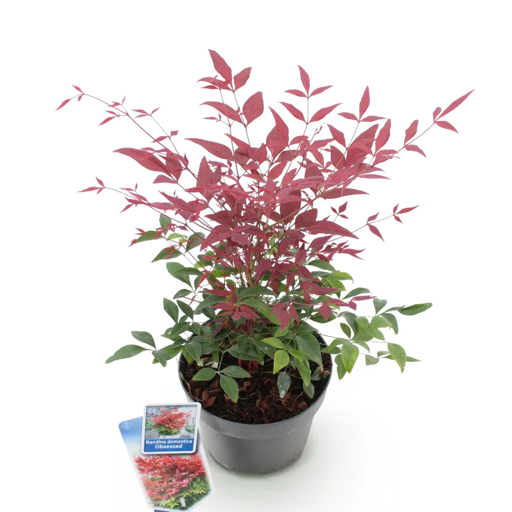 Himmelsbambus 'Obsessed' (Nandina) – winterharter Zierstrauch, Topf-Ø 17 cm, Höhe ca. 45 cm