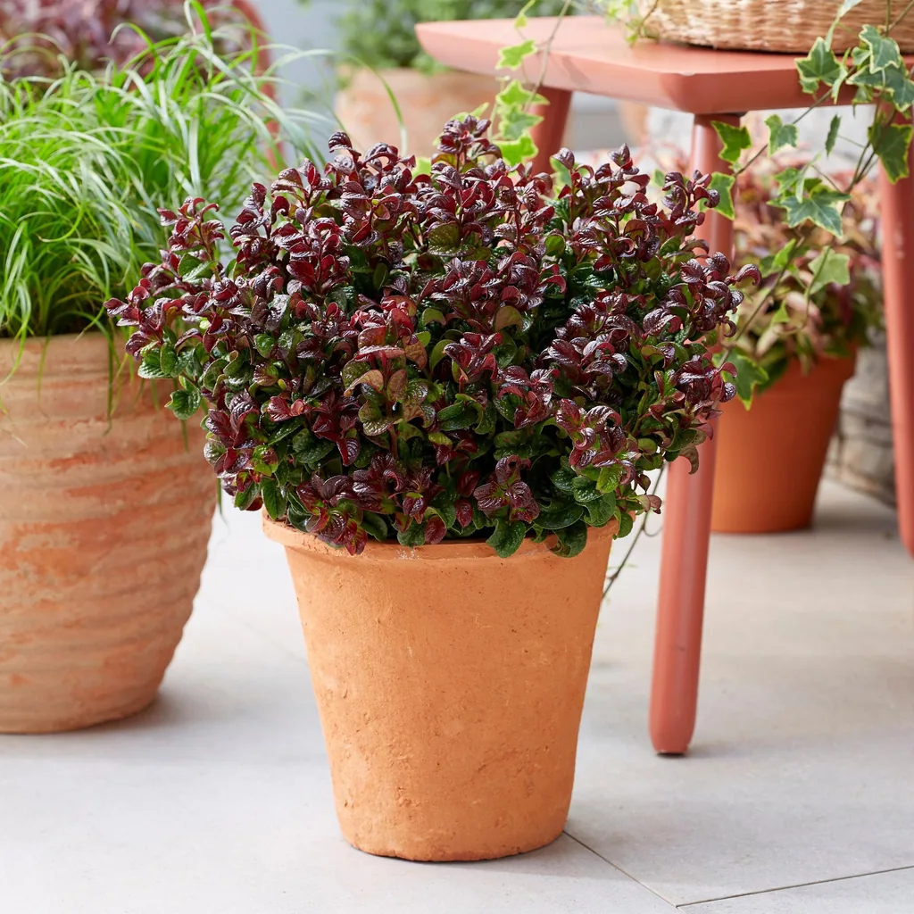 Traubenheide 'Curly Red' 2er-Set (Leucothoe) – winterharter immergrüner Strauch, Topf-Ø 17 cm, Höhe ca. 40 cm