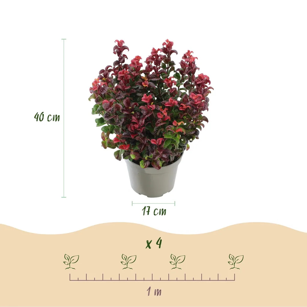 Traubenheide 'Curly Red' 2er-Set (Leucothoe) – winterharter immergrüner Strauch, Topf-Ø 17 cm, Höhe ca. 40 cm