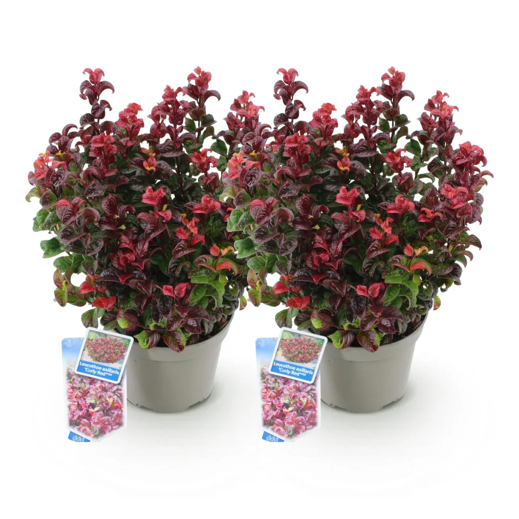 Traubenheide 'Curly Red' 2er-Set (Leucothoe) – winterharter immergrüner Strauch, Topf-Ø 17 cm, Höhe ca. 40 cm