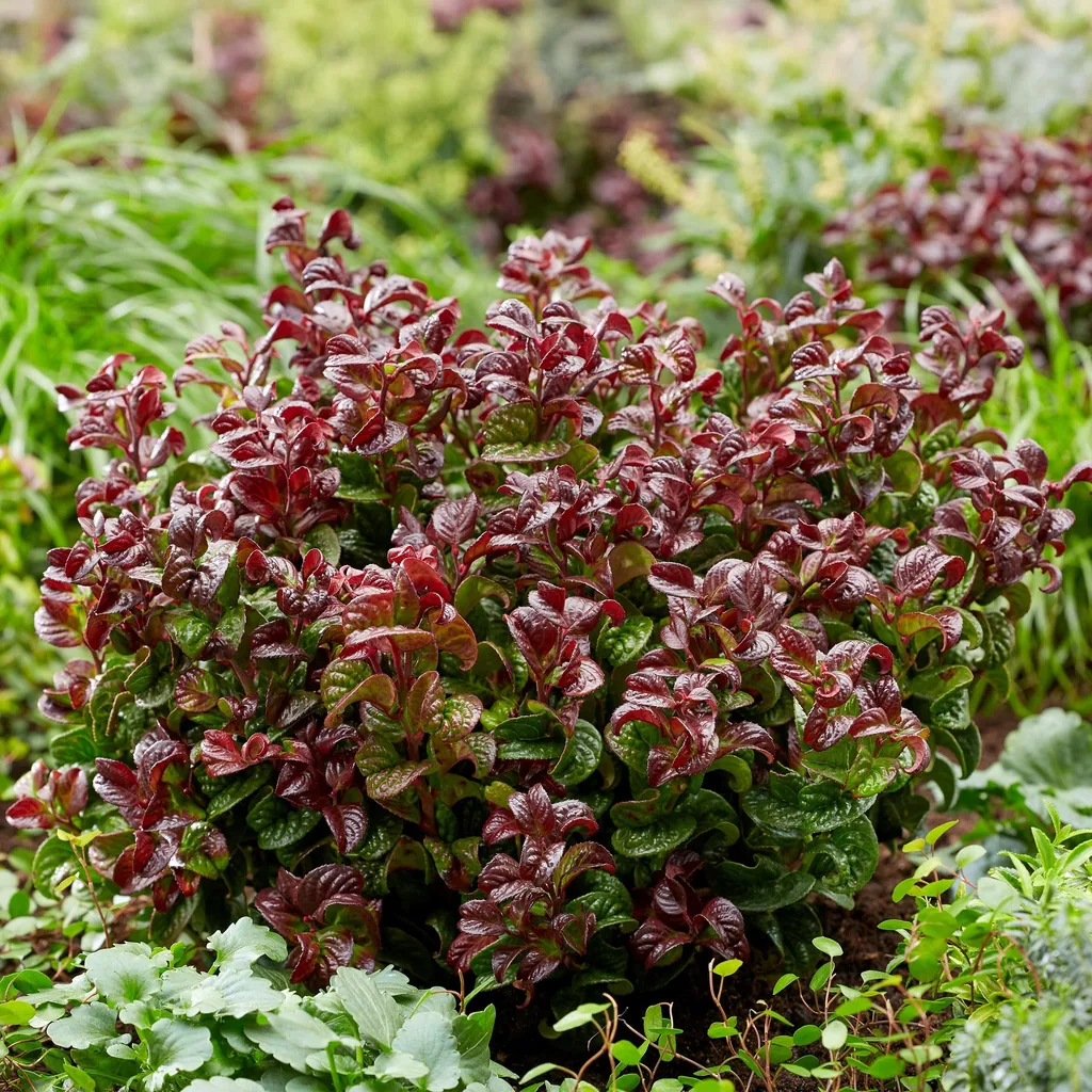 Traubenheide 'Curly Red' 2er-Set (Leucothoe) – winterharter immergrüner Strauch, Topf-Ø 17 cm, Höhe ca. 40 cm