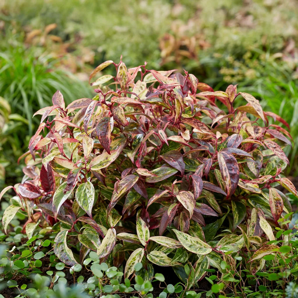 Traubenheide 'Makijaz' 2er-Set (Leucothoe) – winterharter immergrüner Strauch, Topf-Ø 17 cm, Höhe ca. 45 cm