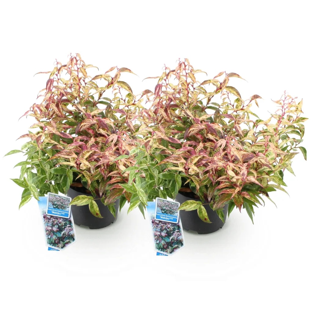 Traubenheide 'Makijaz' 2er-Set (Leucothoe) – winterharter immergrüner Strauch, Topf-Ø 17 cm, Höhe ca. 45 cm