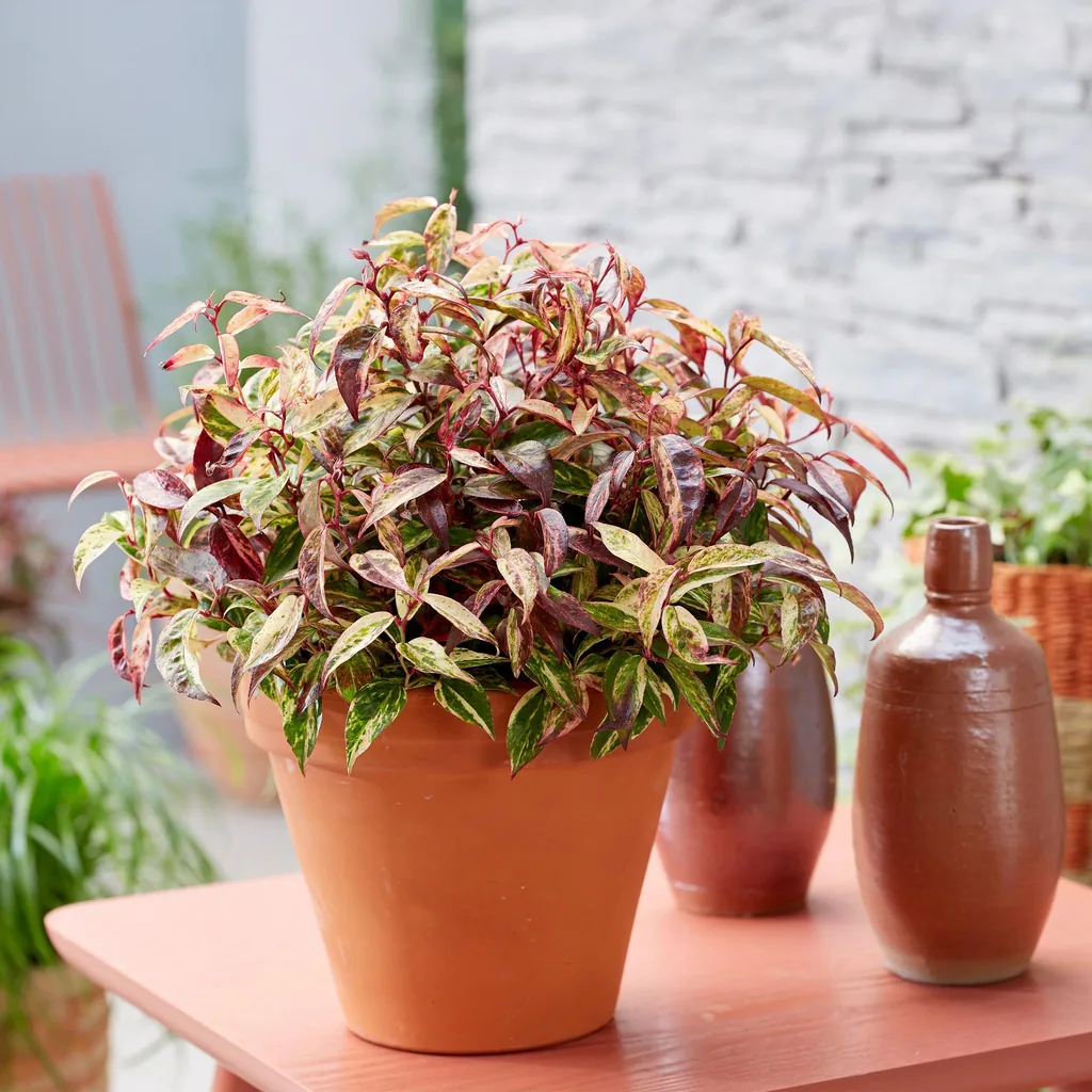 Traubenheide 'Makijaz' 2er-Set (Leucothoe) – winterharter immergrüner Strauch, Topf-Ø 17 cm, Höhe ca. 45 cm