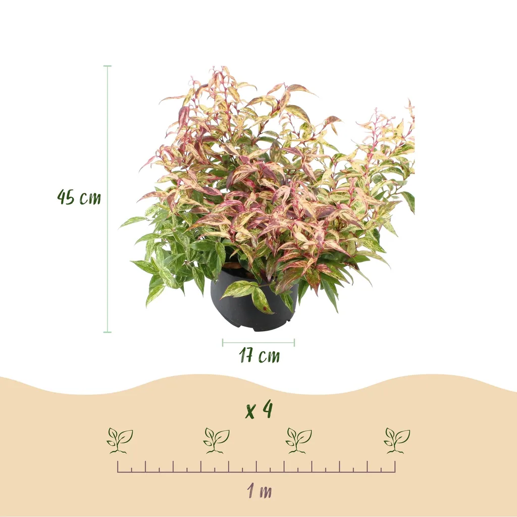 Traubenheide 'Makijaz' 2er-Set (Leucothoe) – winterharter immergrüner Strauch, Topf-Ø 17 cm, Höhe ca. 45 cm