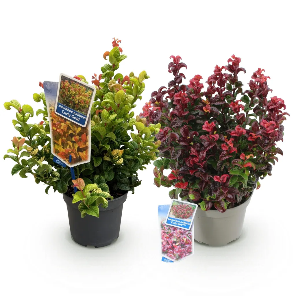 Traubenheide Farbmix 2er-Set (Leucothoe) – winterharter immergrüner Strauch, Topf-Ø 17 cm, Höhe ca. 40 cm