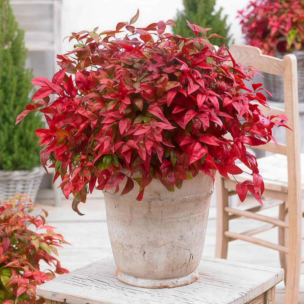Himmelsbambus 'Blush Pink' 2er-Set (Nandina) – winterharter Zierstrauch, Topf-Ø 17 cm, Höhe ca. 40 cm
