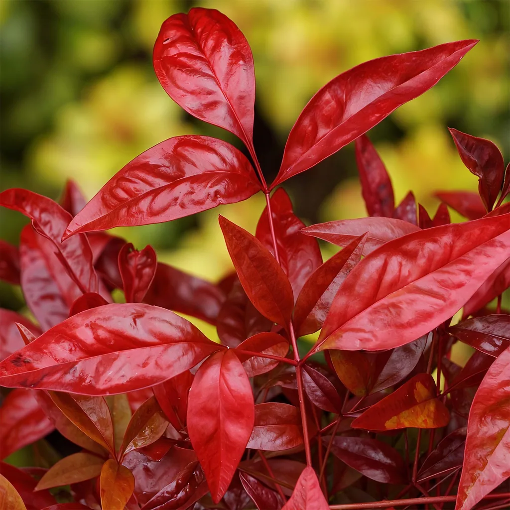 Himmelsbambus 'Blush Pink' 2er-Set (Nandina) – winterharter Zierstrauch, Topf-Ø 17 cm, Höhe ca. 40 cm