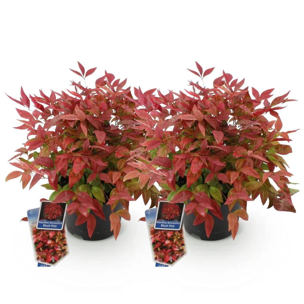 Himmelsbambus 'Blush Pink' 2er-Set (Nandina) – winterharter Zierstrauch, Topf-Ø 17 cm, Höhe ca. 40 cm