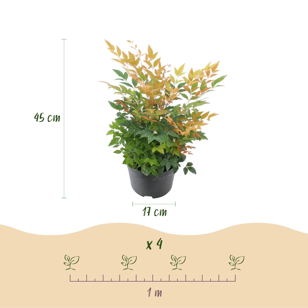 Himmelsbambus 'Gulfstream' 2er-Set (Nandina) – winterharter Zierstrauch, Topf-Ø 17 cm, Höhe ca. 45 cm