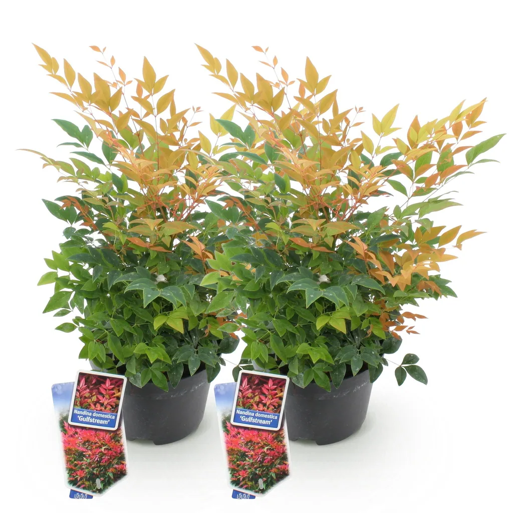 Himmelsbambus 'Gulfstream' 2er-Set (Nandina) – winterharter Zierstrauch, Topf-Ø 17 cm, Höhe ca. 45 cm