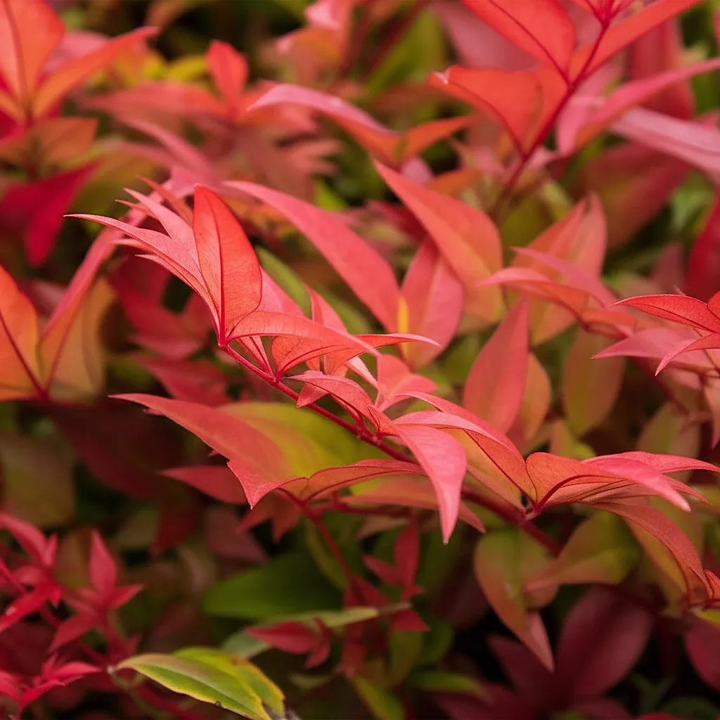 Himmelsbambus 'Gulfstream' 2er-Set (Nandina) – winterharter Zierstrauch, Topf-Ø 17 cm, Höhe ca. 45 cm