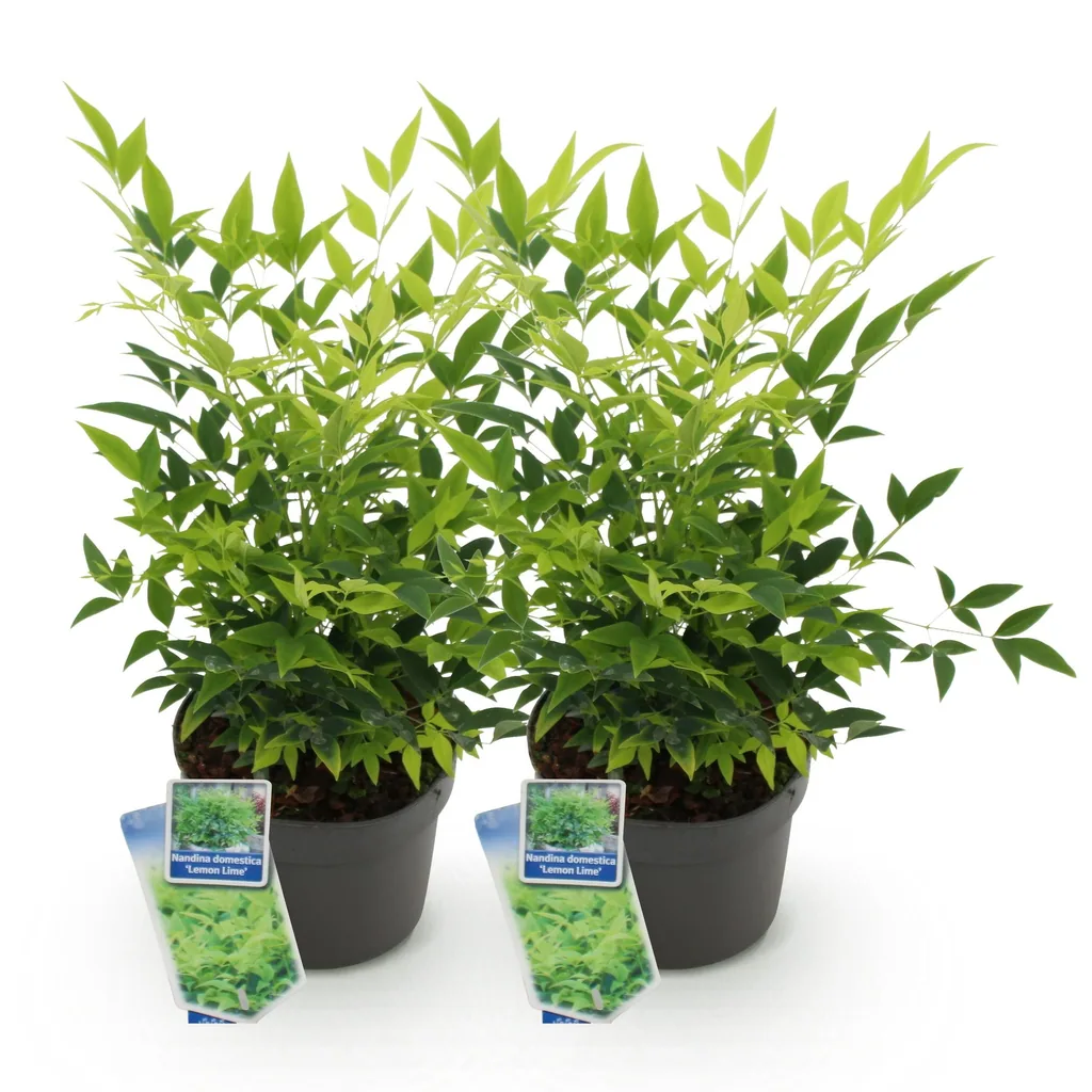 Himmelsbambus 'Lemon & Lime' 2er-Set (Nandina) – winterharter Zierstrauch, Topf-Ø 17 cm, Höhe ca. 45 cm