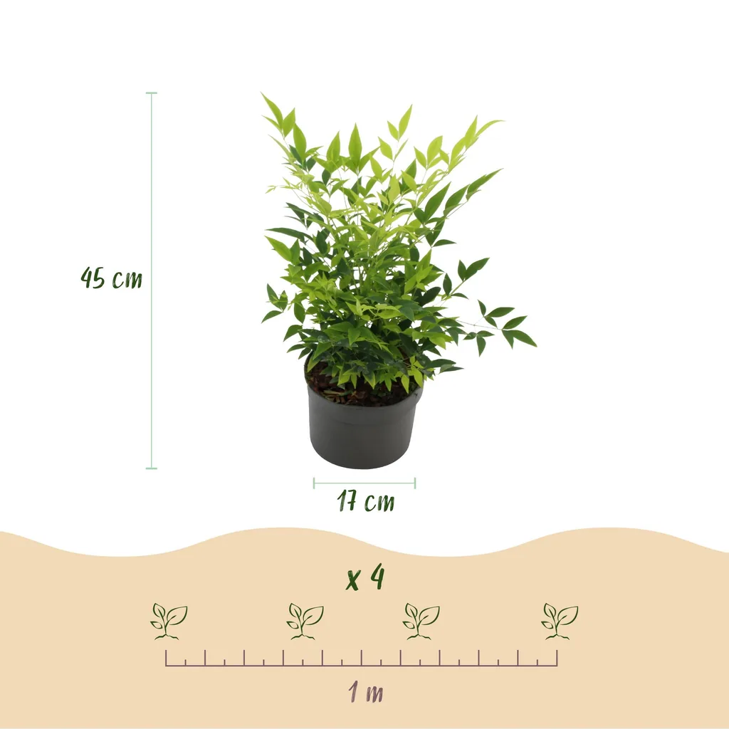 Himmelsbambus 'Lemon & Lime' 2er-Set (Nandina) – winterharter Zierstrauch, Topf-Ø 17 cm, Höhe ca. 45 cm