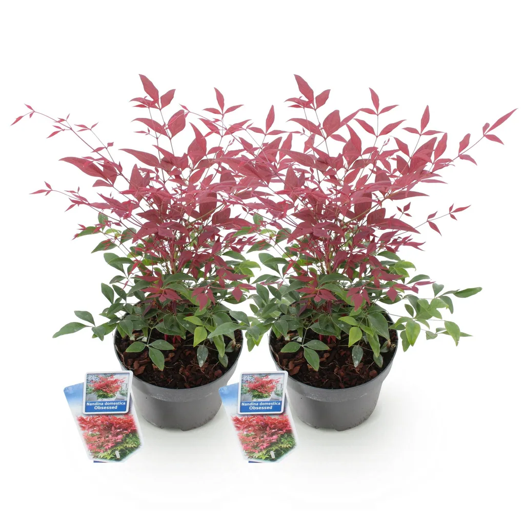 Himmelsbambus 'Obsessed' 2er-Set (Nandina) – winterharter Zierstrauch, Topf-Ø 17 cm, Höhe ca. 45 cm