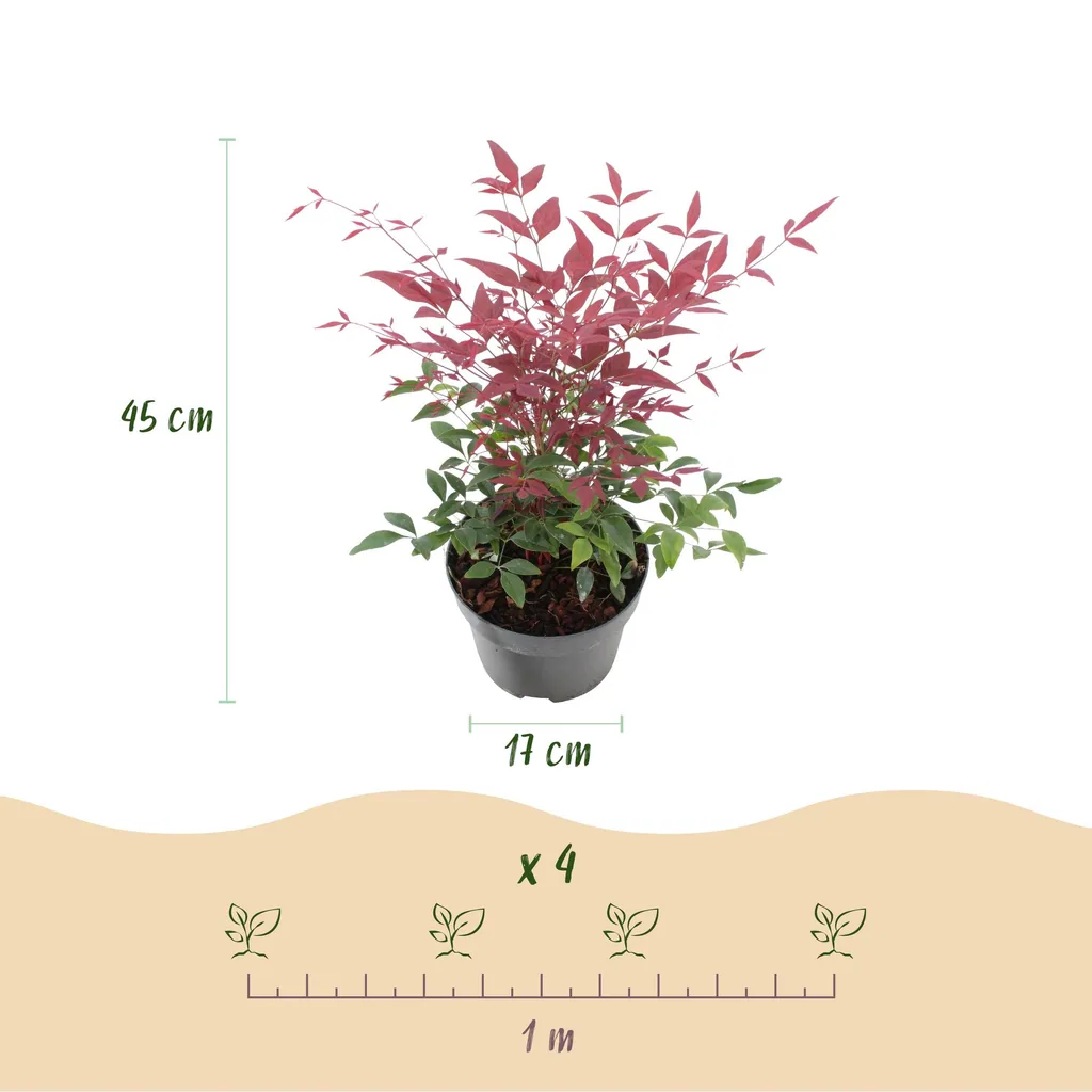 Himmelsbambus Farbmix 3er-Set (Nandina) – winterharter immergrüner Strauch, Topf-Ø 17 cm, Höhe ca. 45 cm
