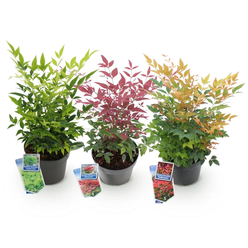 Himmelsbambus Farbmix 3er-Set (Nandina) – winterharter immergrüner Strauch, Topf-Ø 17 cm, Höhe ca. 45 cm