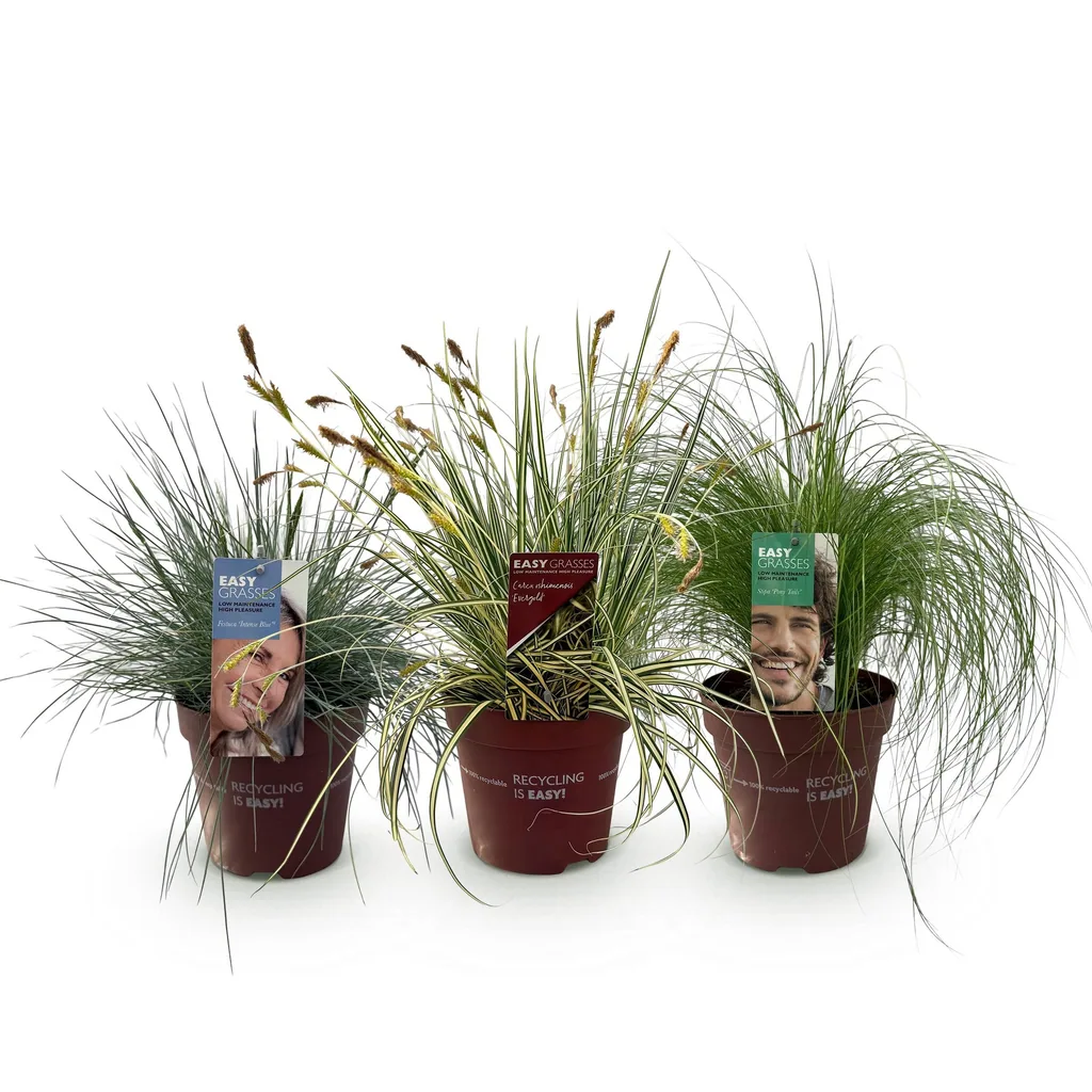Chinaschilf (Miscanthus sinensis) – winterhartes Ziergras, Höhe ca. 17 cm