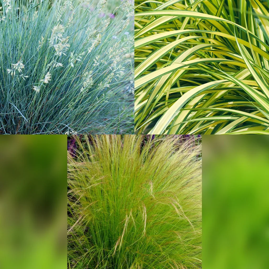 Chinaschilf (Miscanthus sinensis) – winterhartes Ziergras, Höhe ca. 17 cm